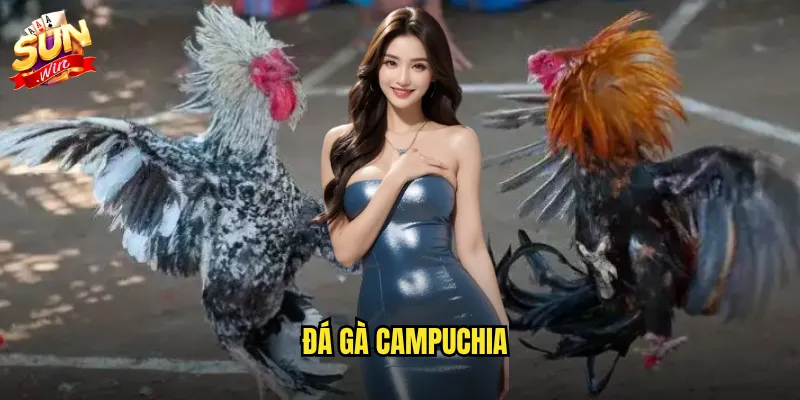 Đá gà campuchia sunwin - Trải nghiệm trường gà hàng đầu Đông Nam Á 1 đá gà campuchia