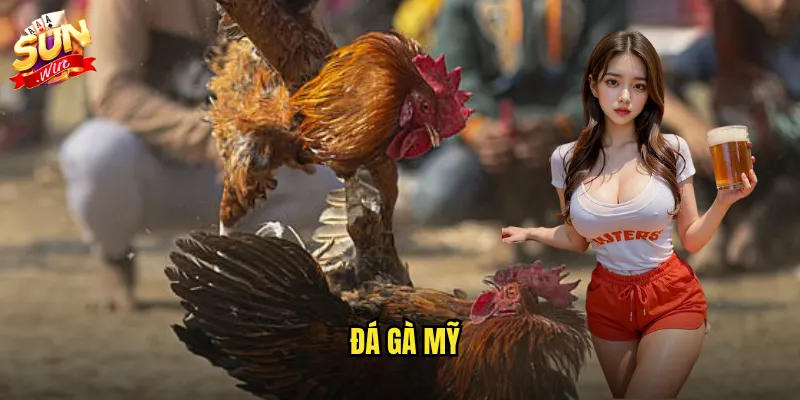 Đá gà mỹ