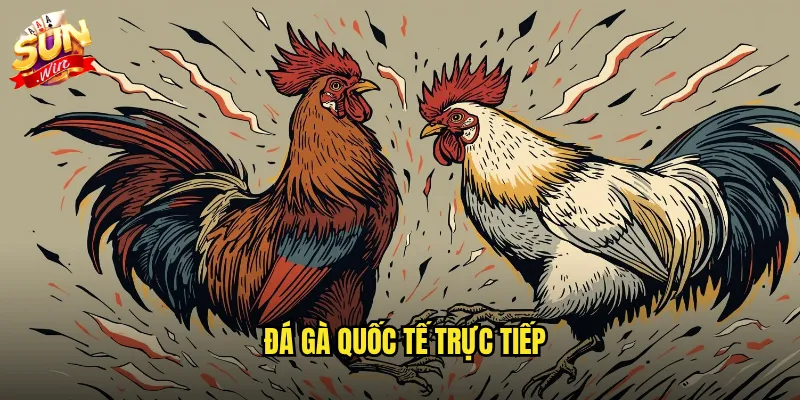 Đá gà quốc tế trực tiếp sunwin - Kết nối với các trường gà lớn toàn cầu 6 đá gà quốc tế trực tiếp