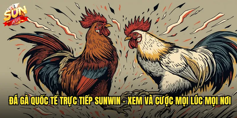 Đá gà quốc tế trực tiếp sunwin - Xem và cược mọi lúc mọi nơi