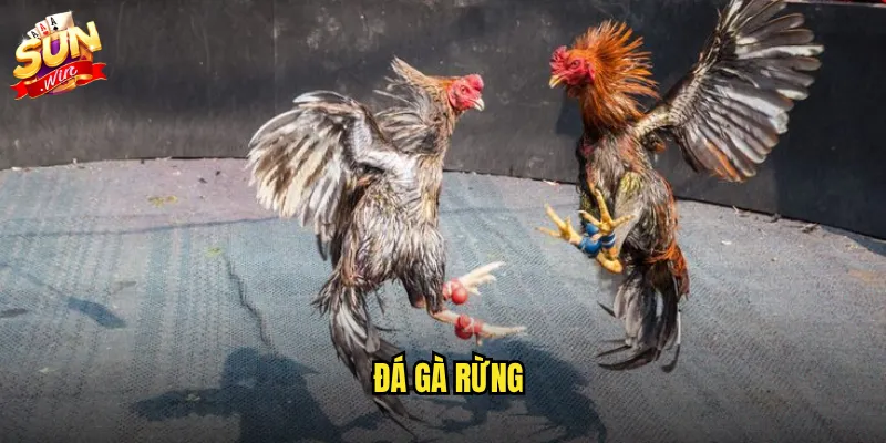 đá gà rừng