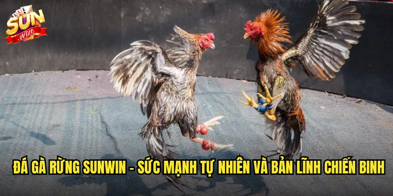 Đá gà rừng sunwin - Sức mạnh tự nhiên và bản lĩnh chiến binh