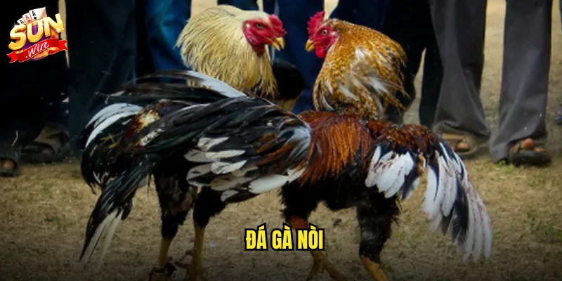 đá gà nòi