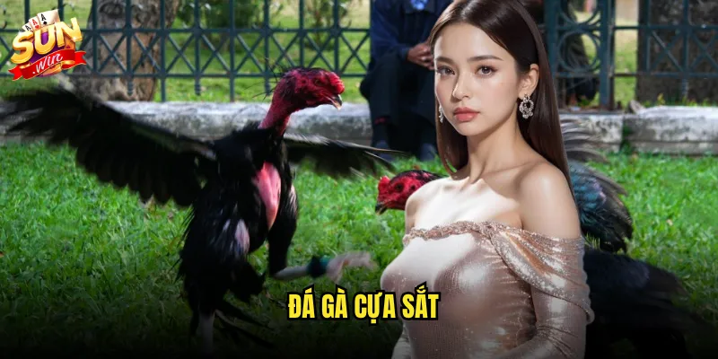 đá gà cựa sắt